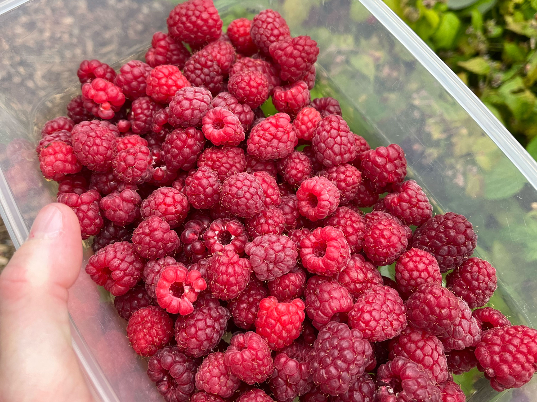 Raspberry Compote